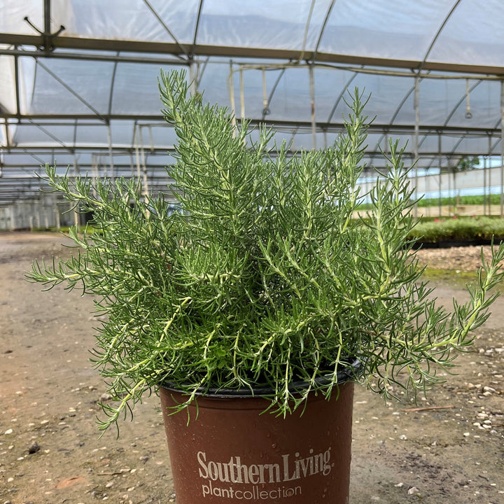 Rosemarinus officinalis 'Roman Beauty' PP18192 ~ Chef’s Choice® Rosemary