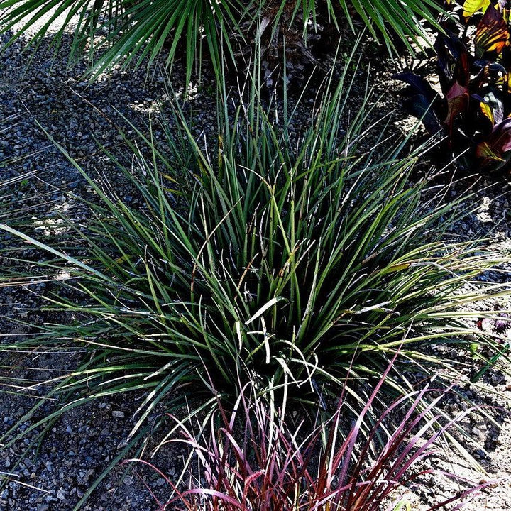 Hesperaloe parviflora 'Perpa' ~ Monrovia® Brakelights® Red Yucca