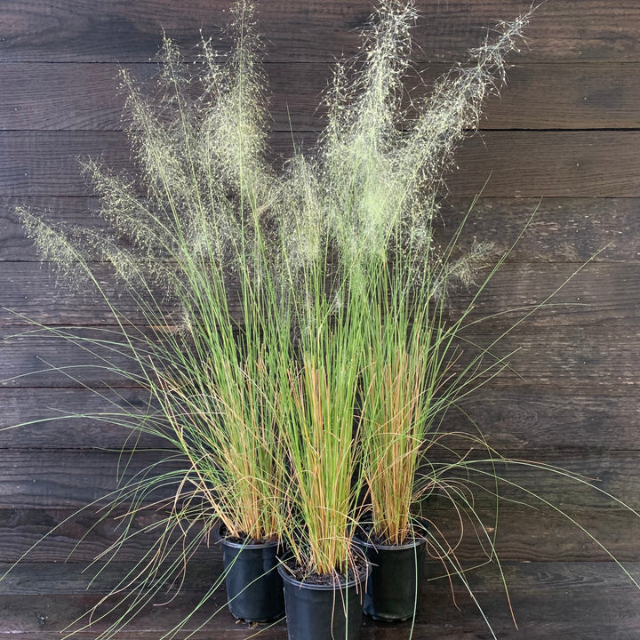 Muhlenbergia capillaris 'White Cloud' ~ White Cloud Muhly Grass