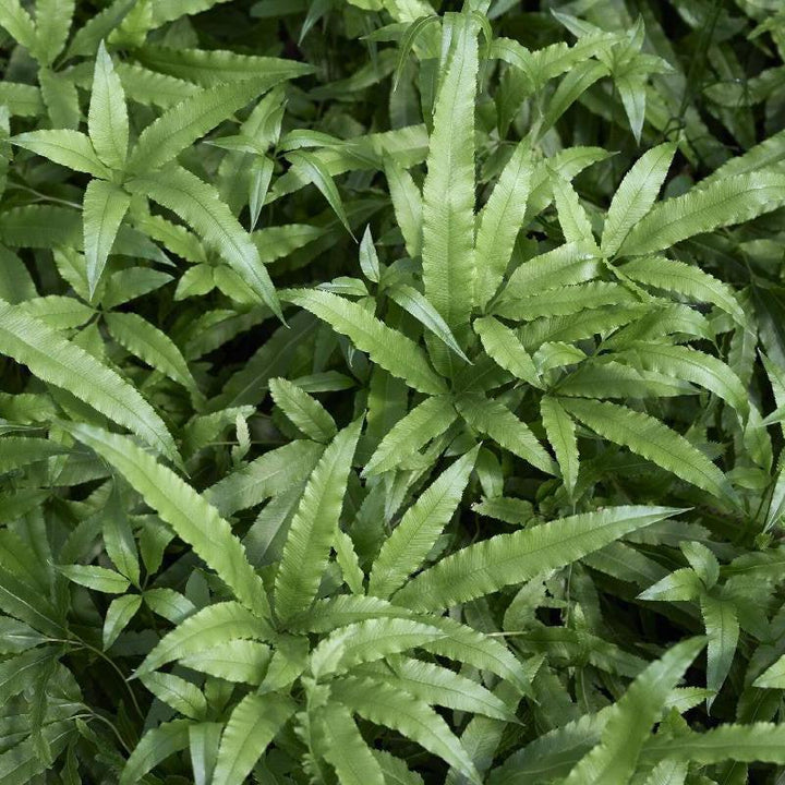 Pteris cretica 'Velociraptor’ ~ Monrovia® Jurassic™ Velociraptor Ribbon Fern