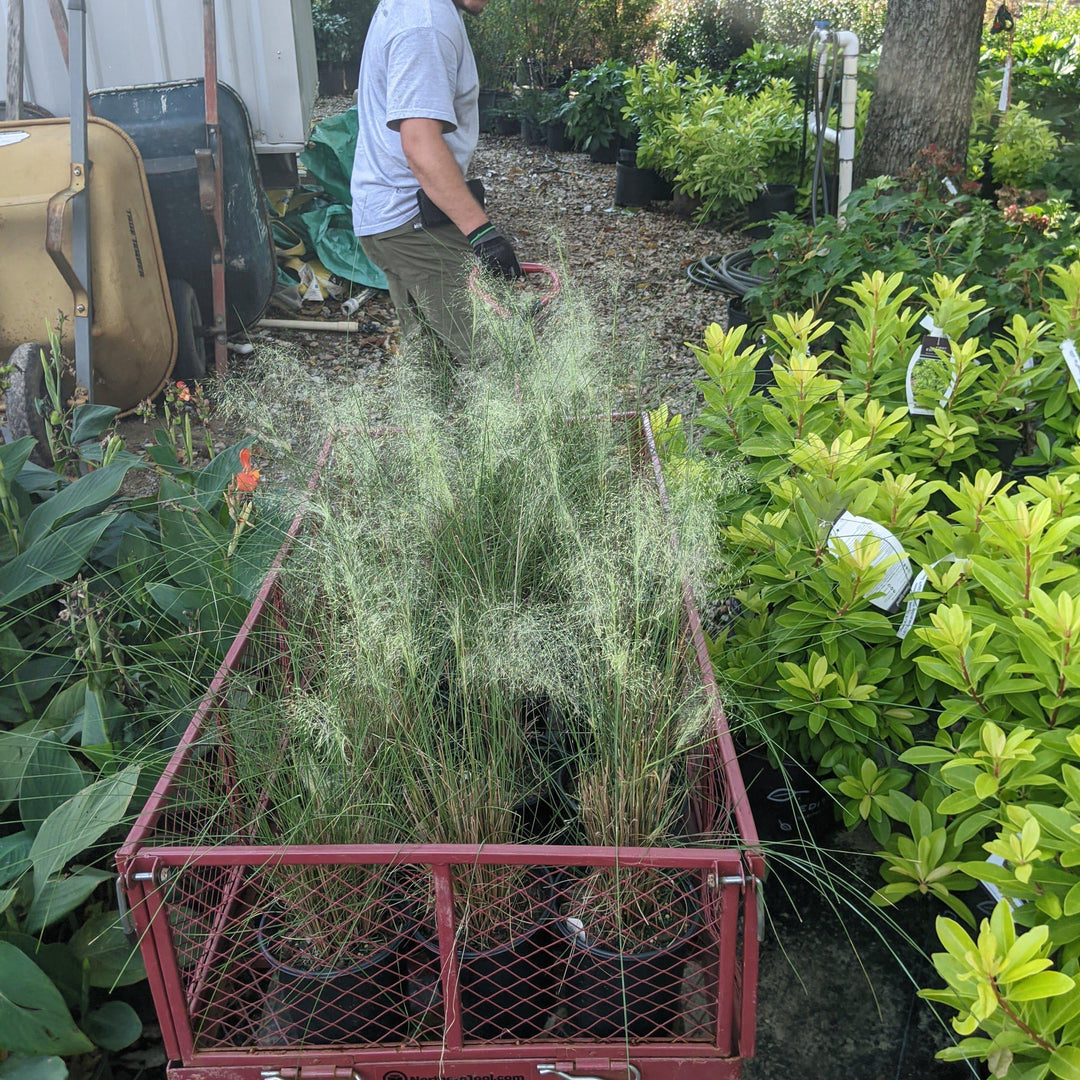 Muhlenbergia capillaris 'White Cloud' ~ White Cloud Muhly Grass