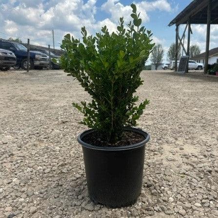 Buxus microphylla 'Wintergreen' ~ Wintergreen Boxwood