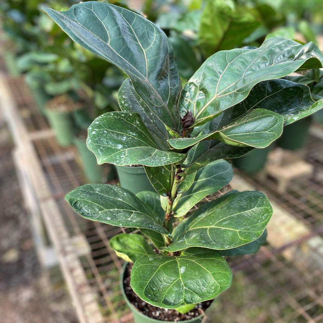 Ficus lyrata ~ Monrovia® Fiddle-Leaf Fig