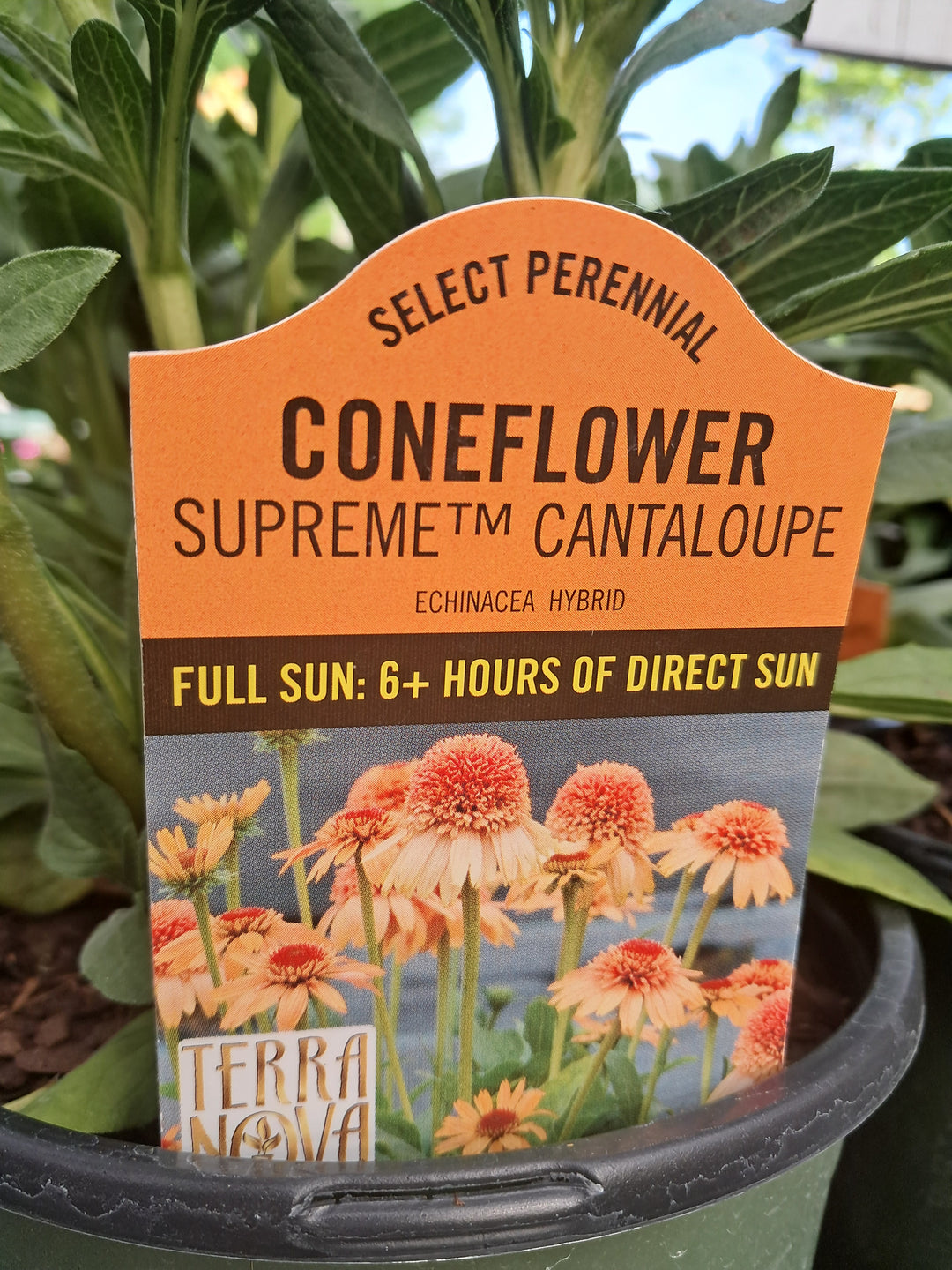 Echinacea 'Supreme Cantaloupe Coneflower'
