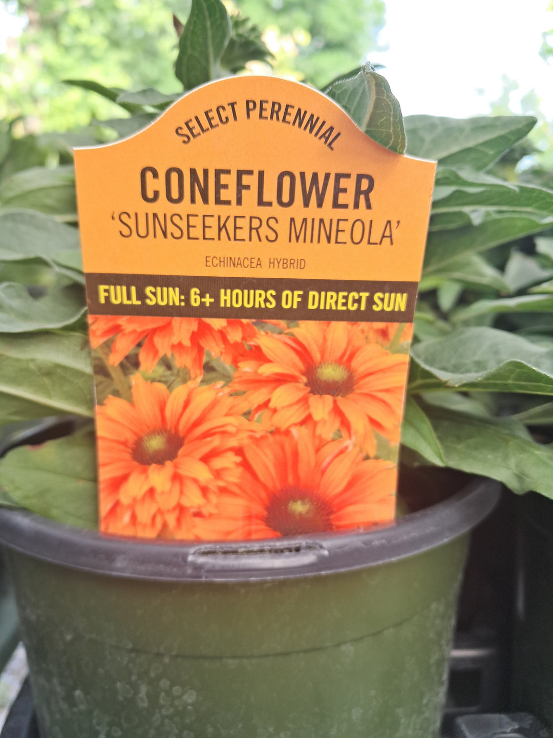 Echinacea 'Sunseeker Mineola Coneflower'