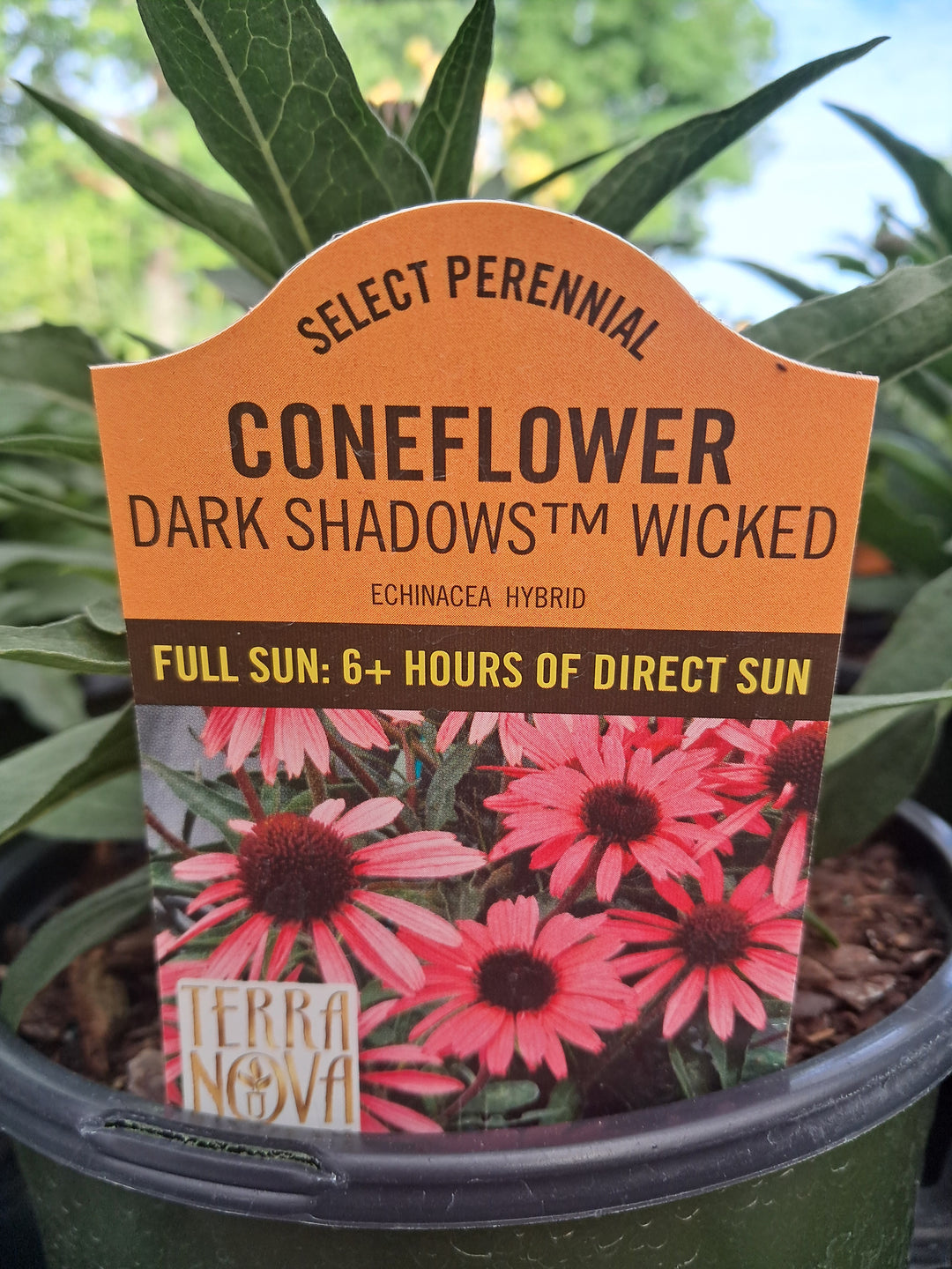 Echinacea 'Dark Shadows Wicked Coneflower'