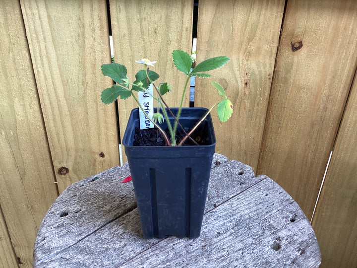Strawberry 4 in. - Chandler and Native Organic
