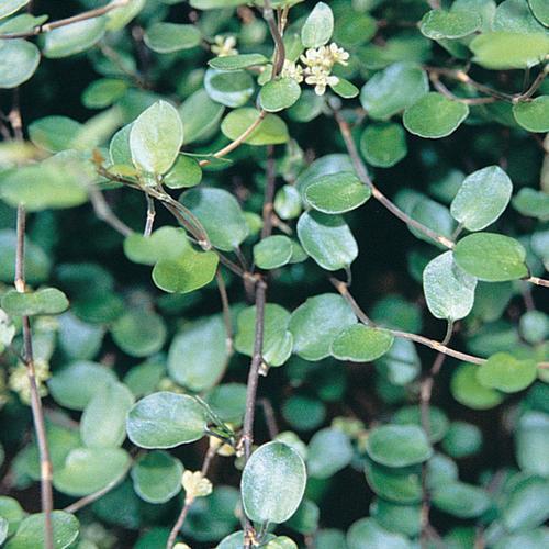 Muehlenbeckia axillaris ~ Creeping Wire Vine