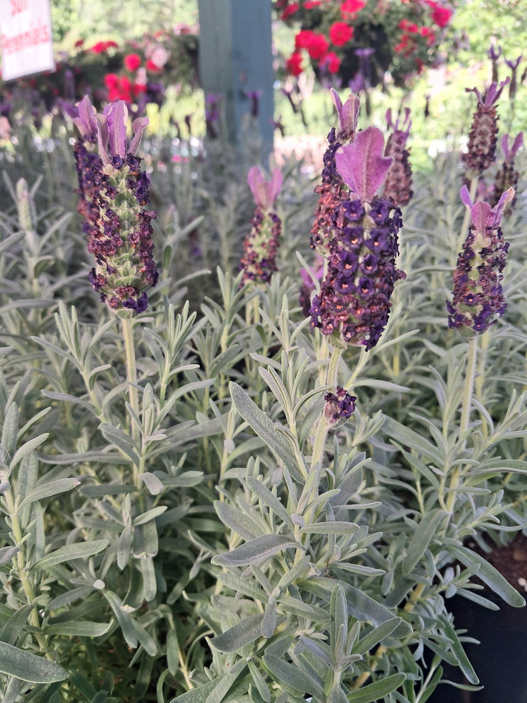Lavender - Assorted