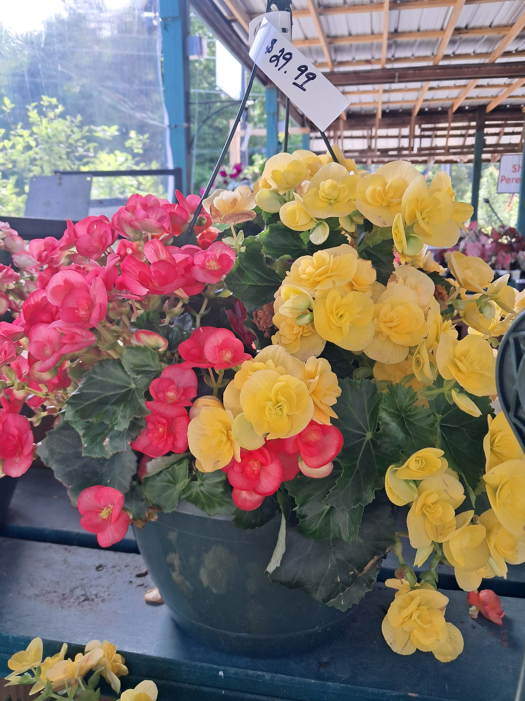 HB Begonia - Rieger