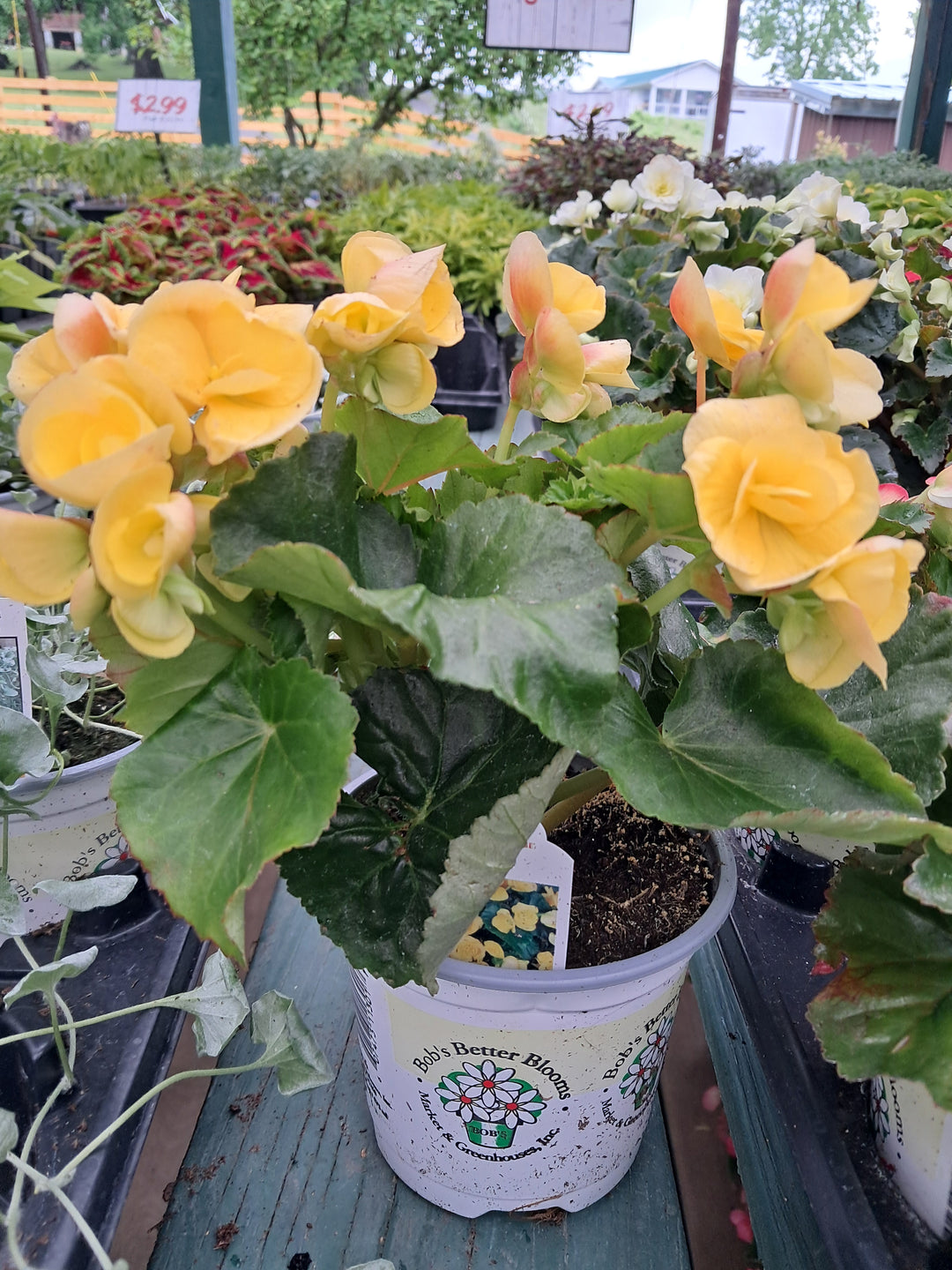 Begonia- Premium 4 inch