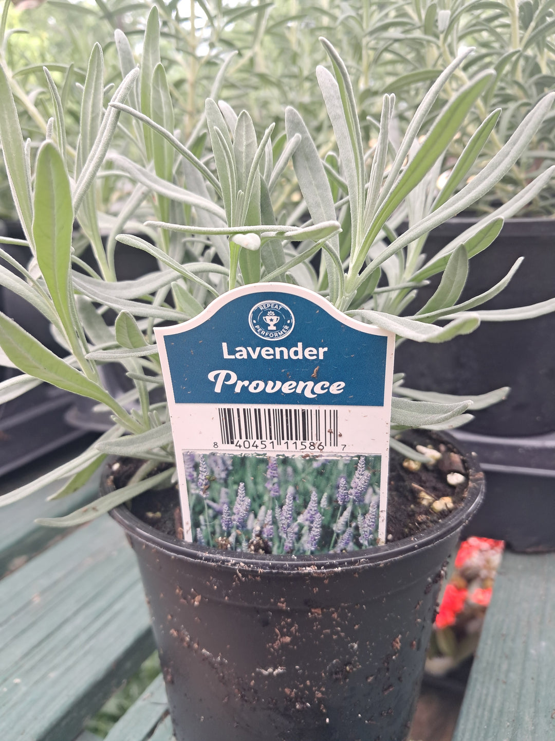 Lavender - Assortted 4 inch