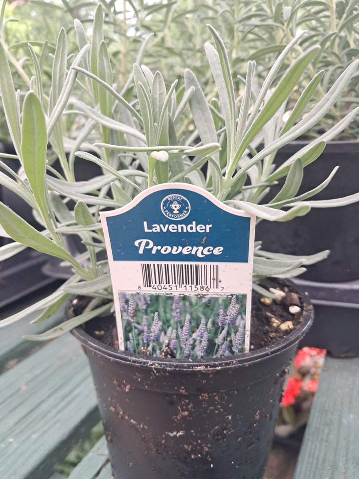 Lavender - Assortted 4 inch