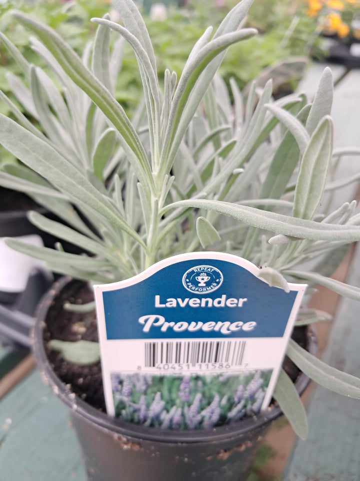 Lavender - Assortted 4 inch