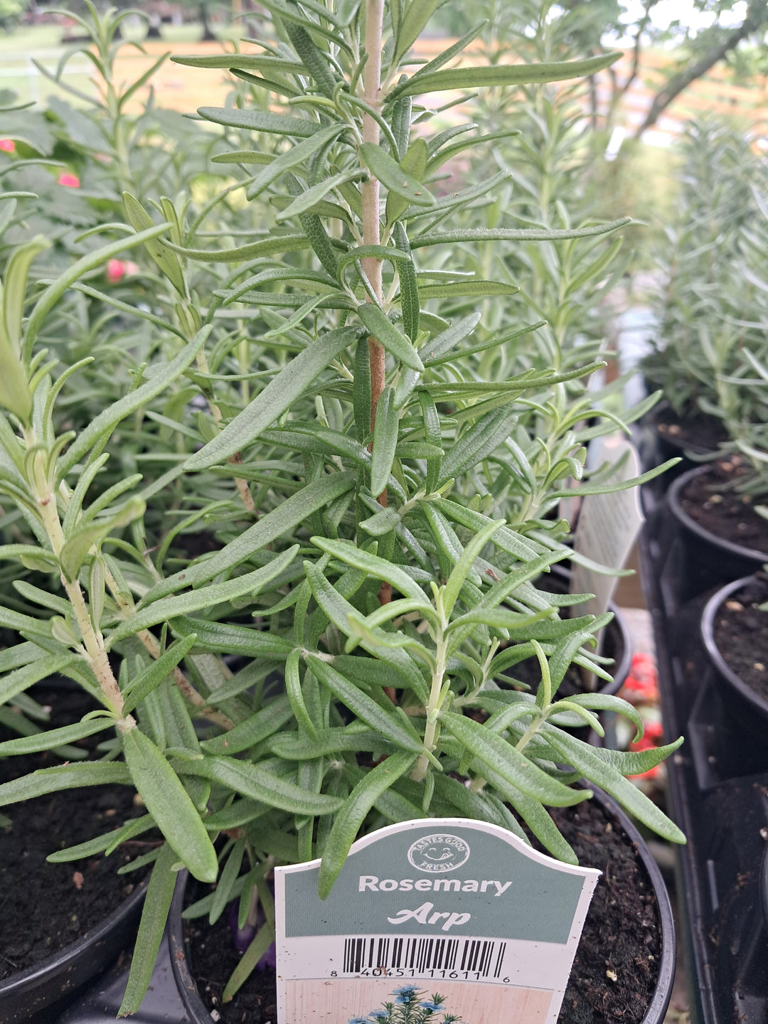 Rosemary - Assorted 4 inch