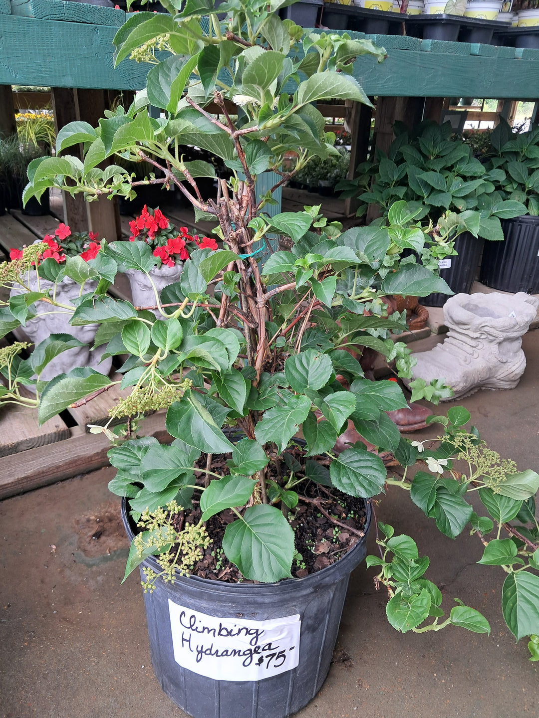 Climbing hydrangea