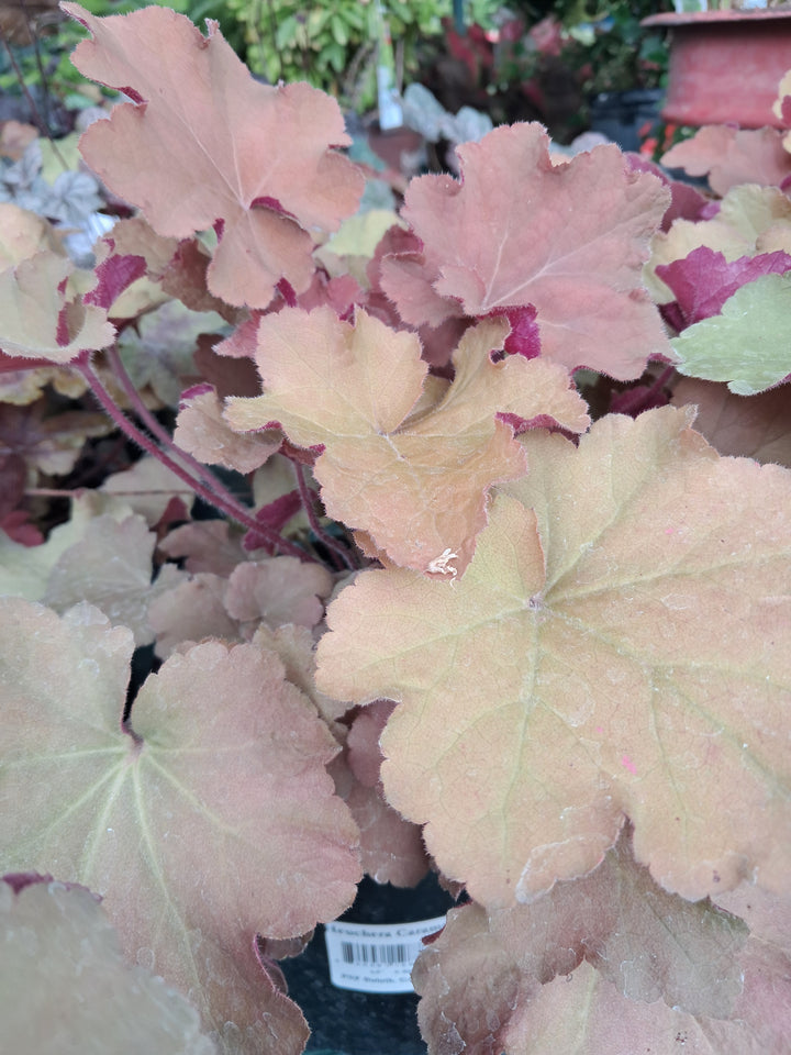 Heuchera - Coral Bells - Caramel