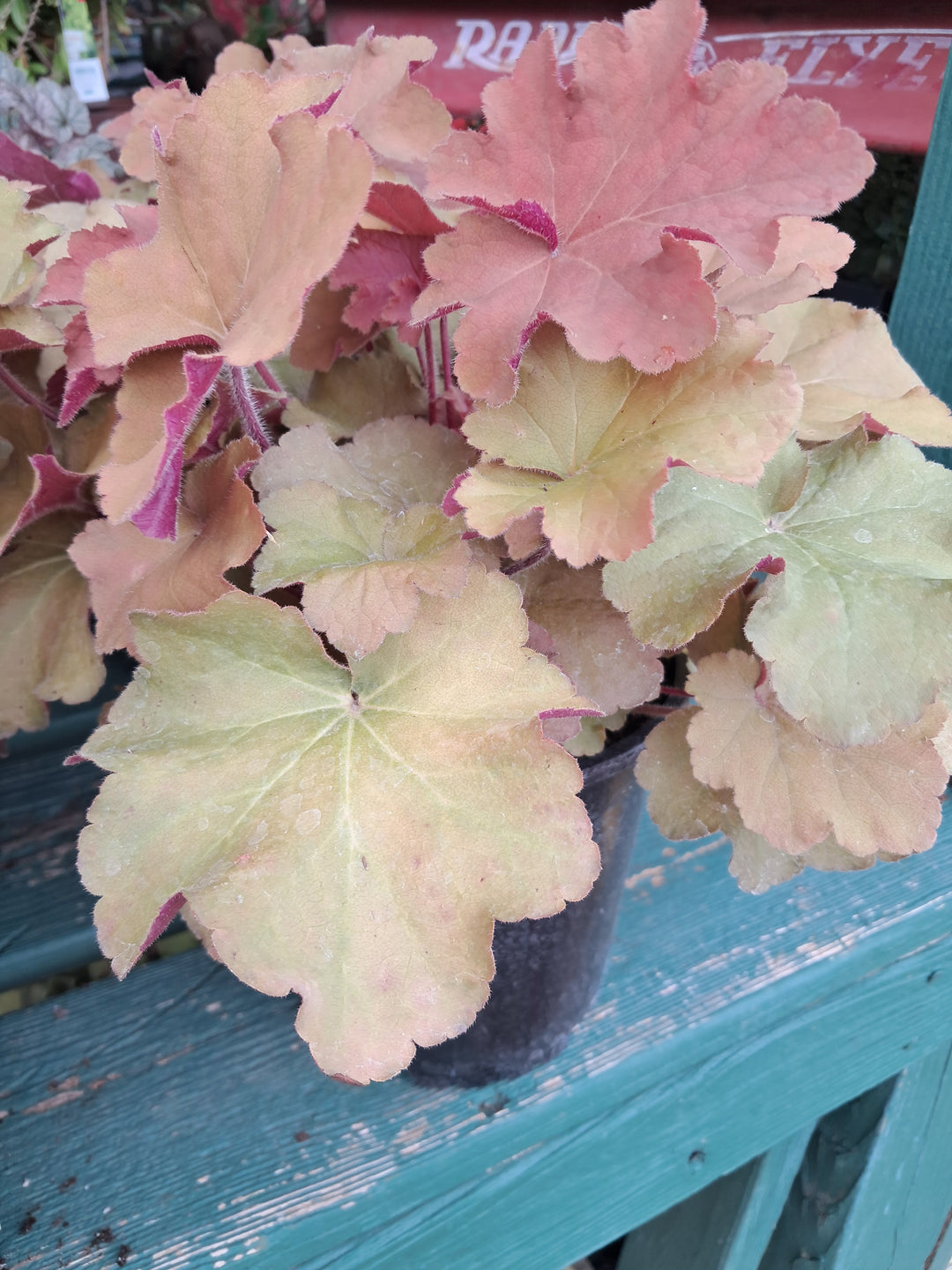 Heuchera - Coral Bells - Caramel