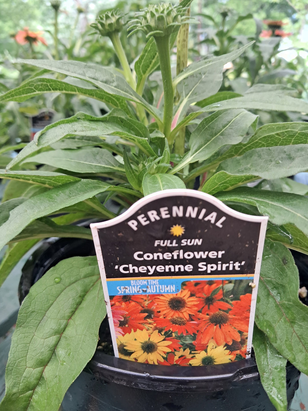 Coneflower - 'Cheyenne Spirit'