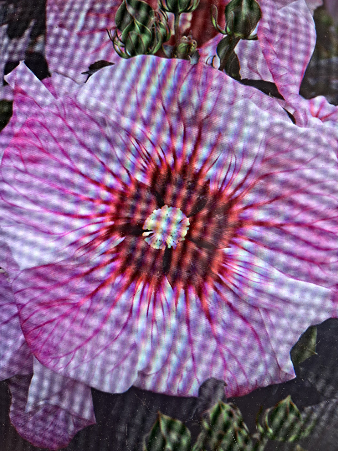 Hardy Hibiscus - Proven Winners Assorted
