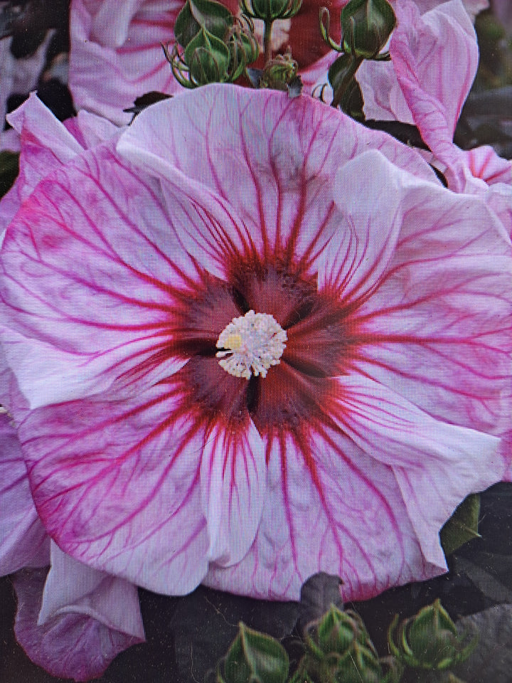 Hardy Hibiscus - Proven Winners Assorted