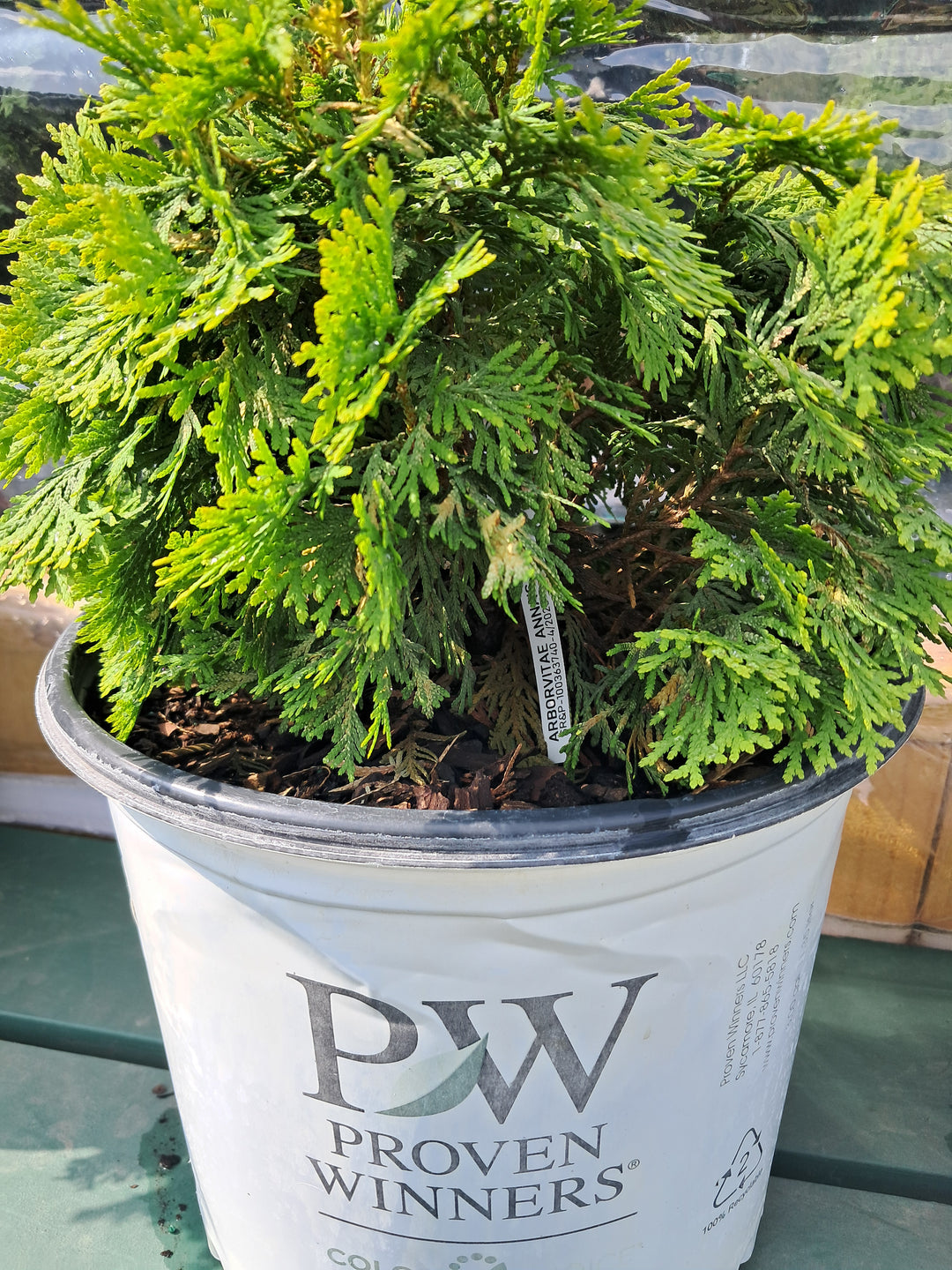 Arborvitae ~ Anna's Magic Ball