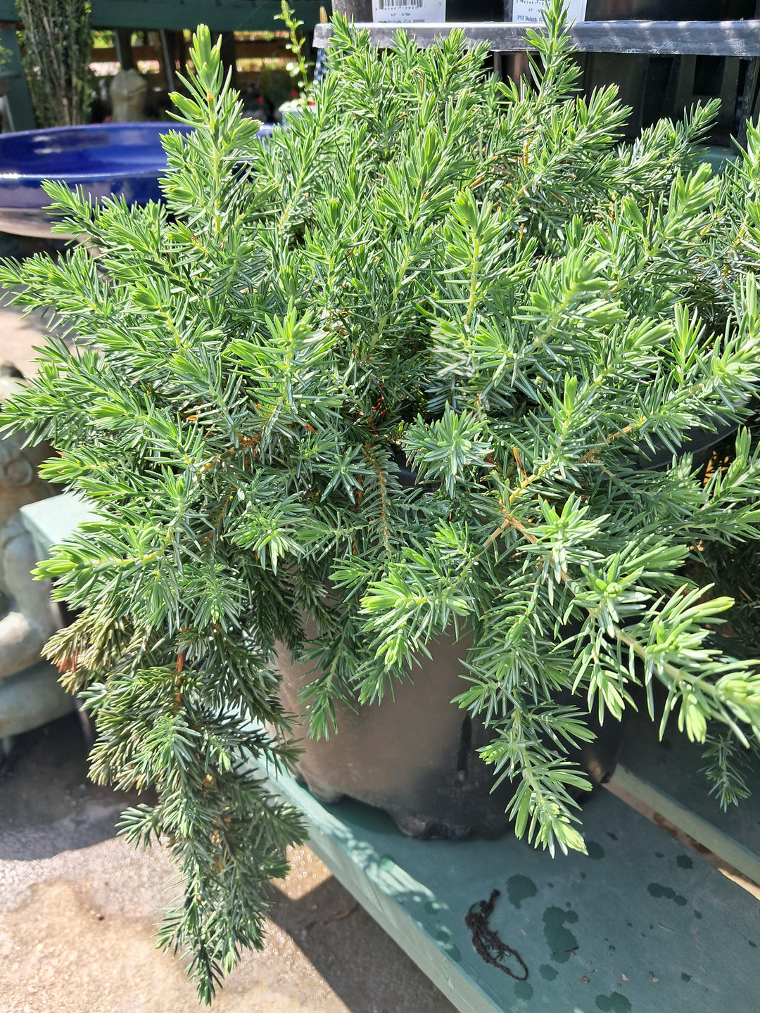 Juniper 'Blue Pacific'