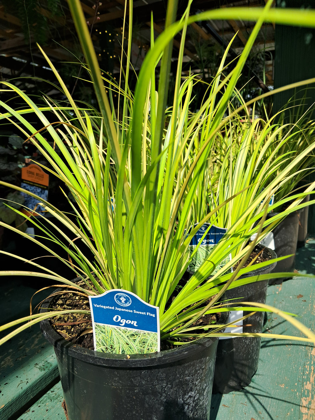 Ogon Grass - Japanese Sweet Flag