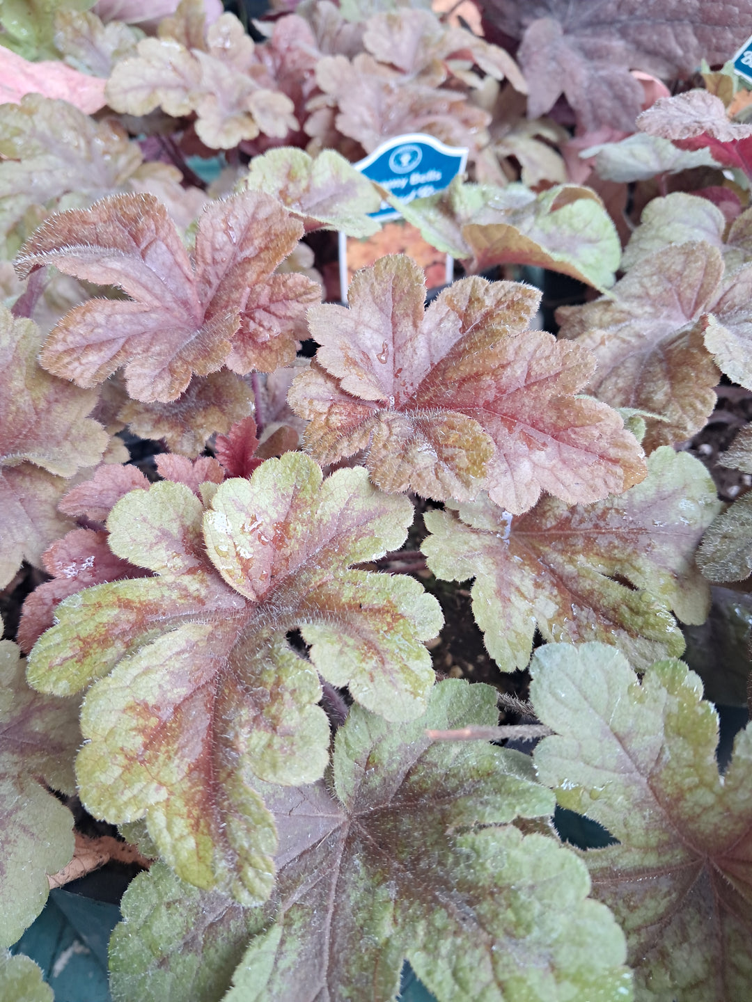 Heuchera - Coral Bells ~ "Buttered Rum"