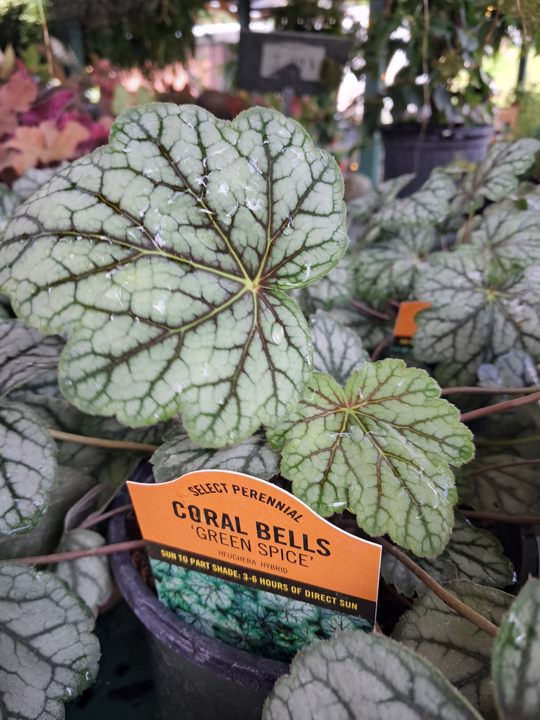 Heuchera - Coral Bells ~ "Green Spice"