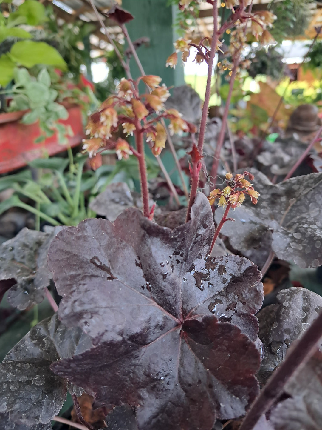 Heuchera- Coral Bells ~ "Obsidian"