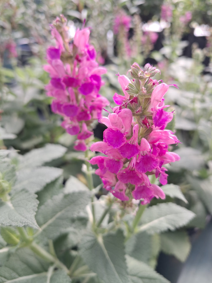 Salvia 'Marvel Rose'