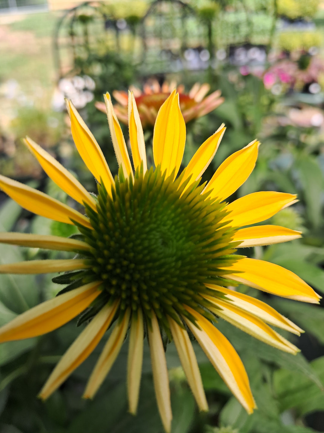 Coneflower - 'Cheyenne Spirit'