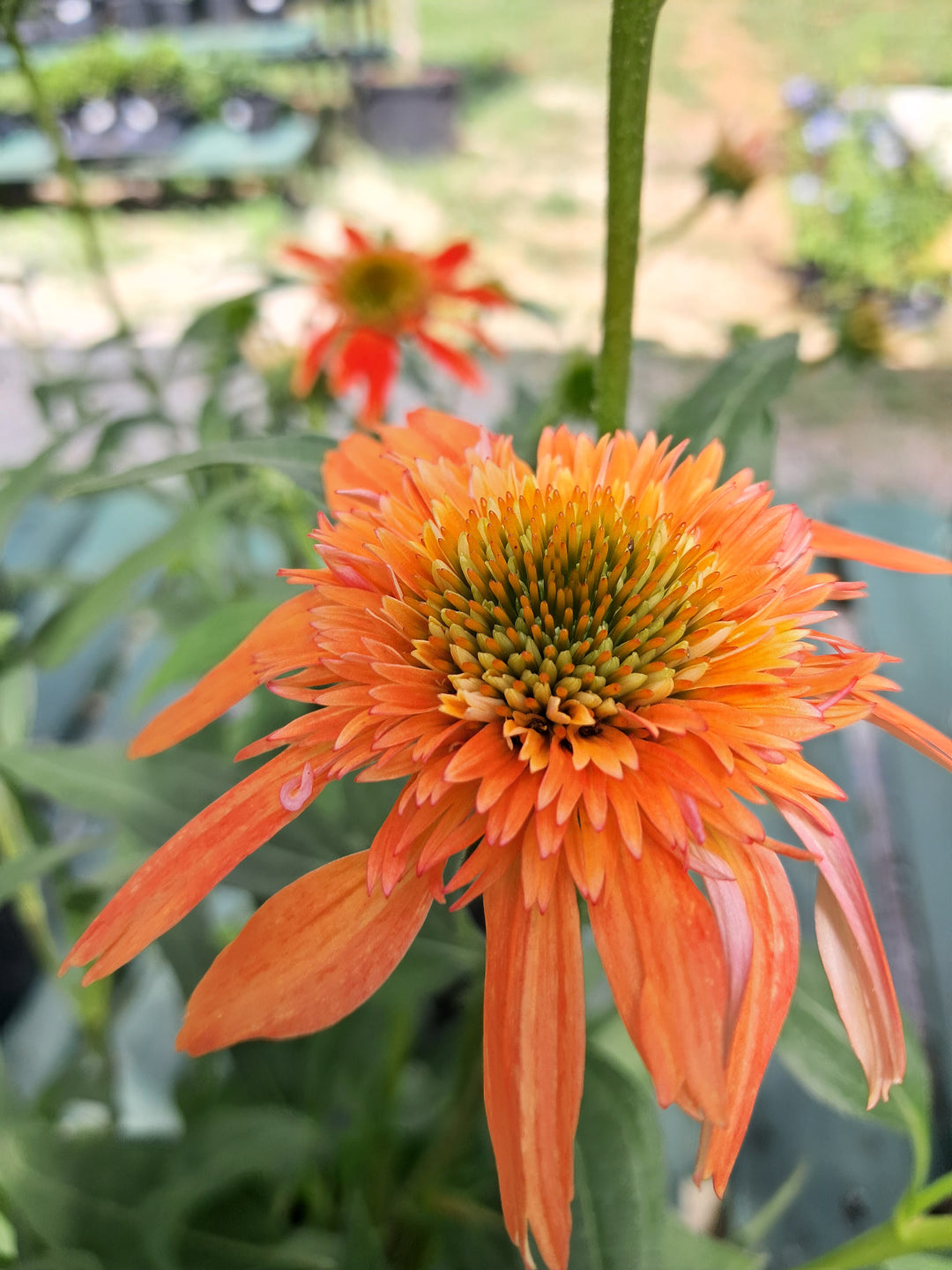 Coneflower - Echinacea ~ 'Double Scoop Mandarin'