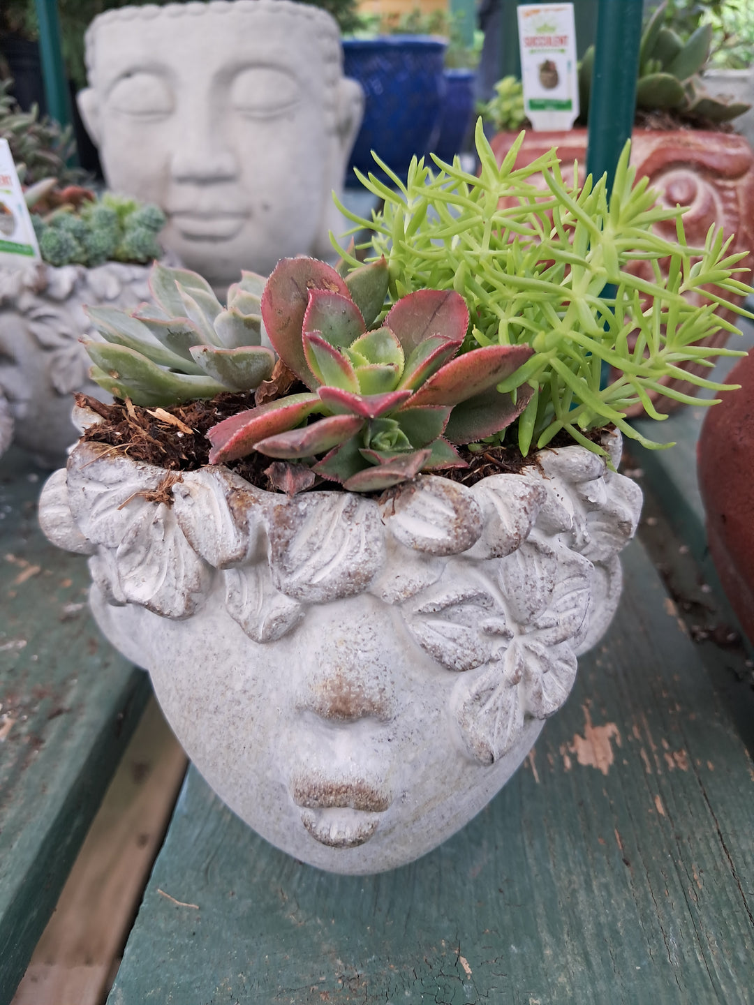 Ero's Child Head succulent