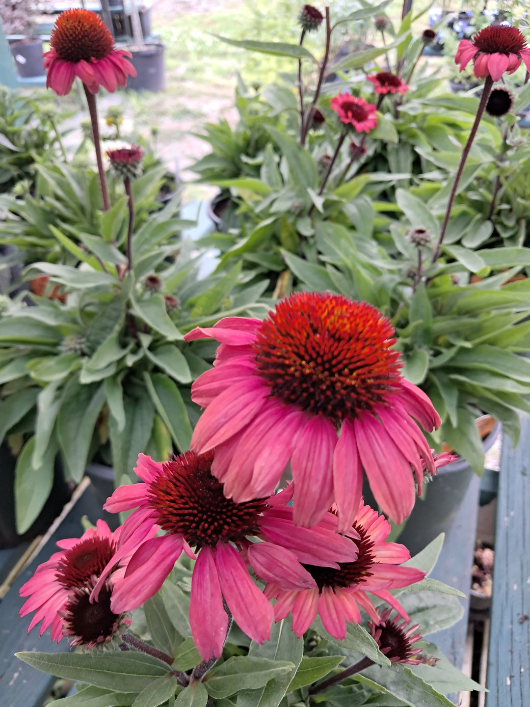 Coneflower - Echinacea ~ 'Sunseekers Red'