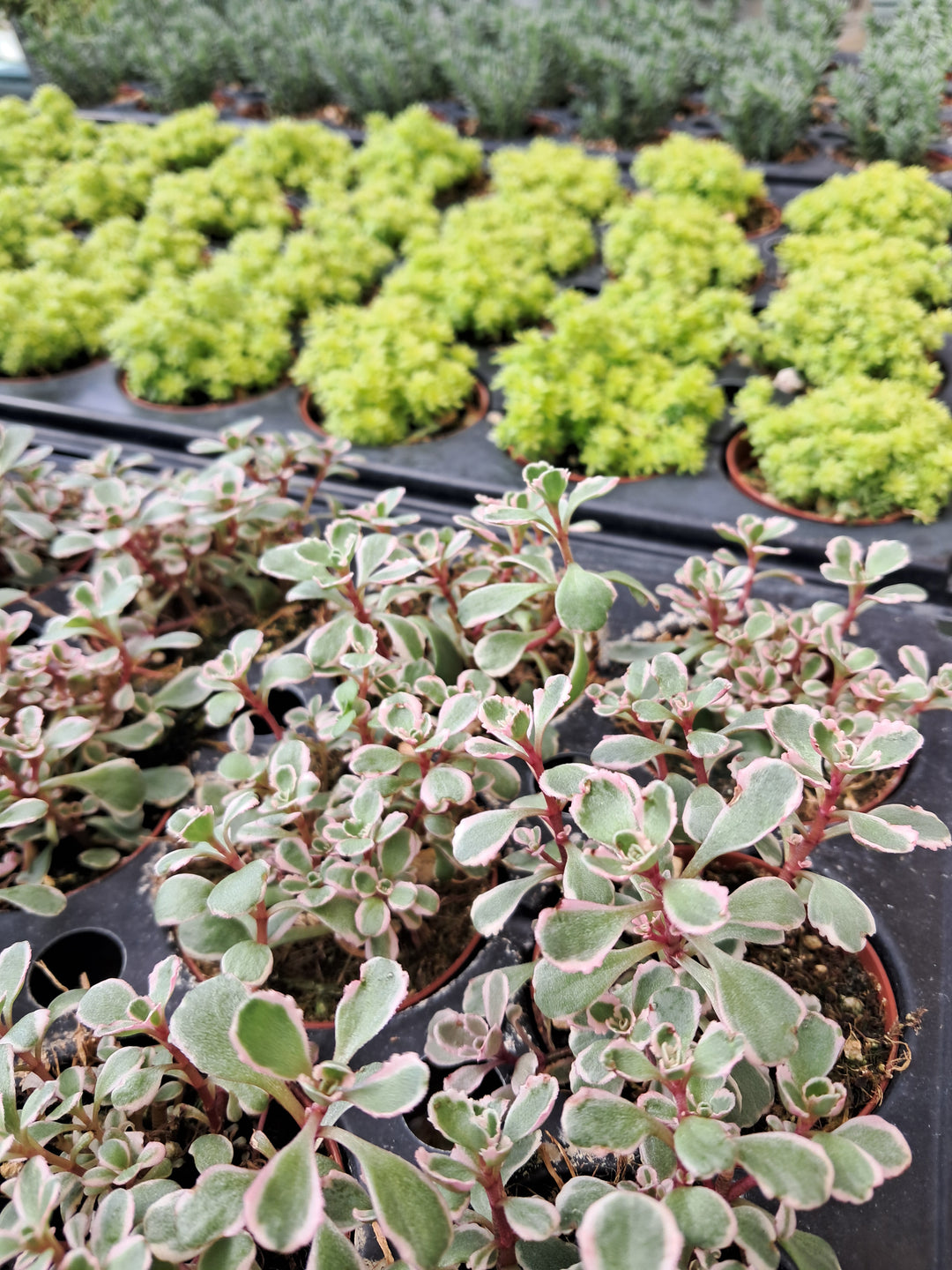 Sedum 2" - perennial