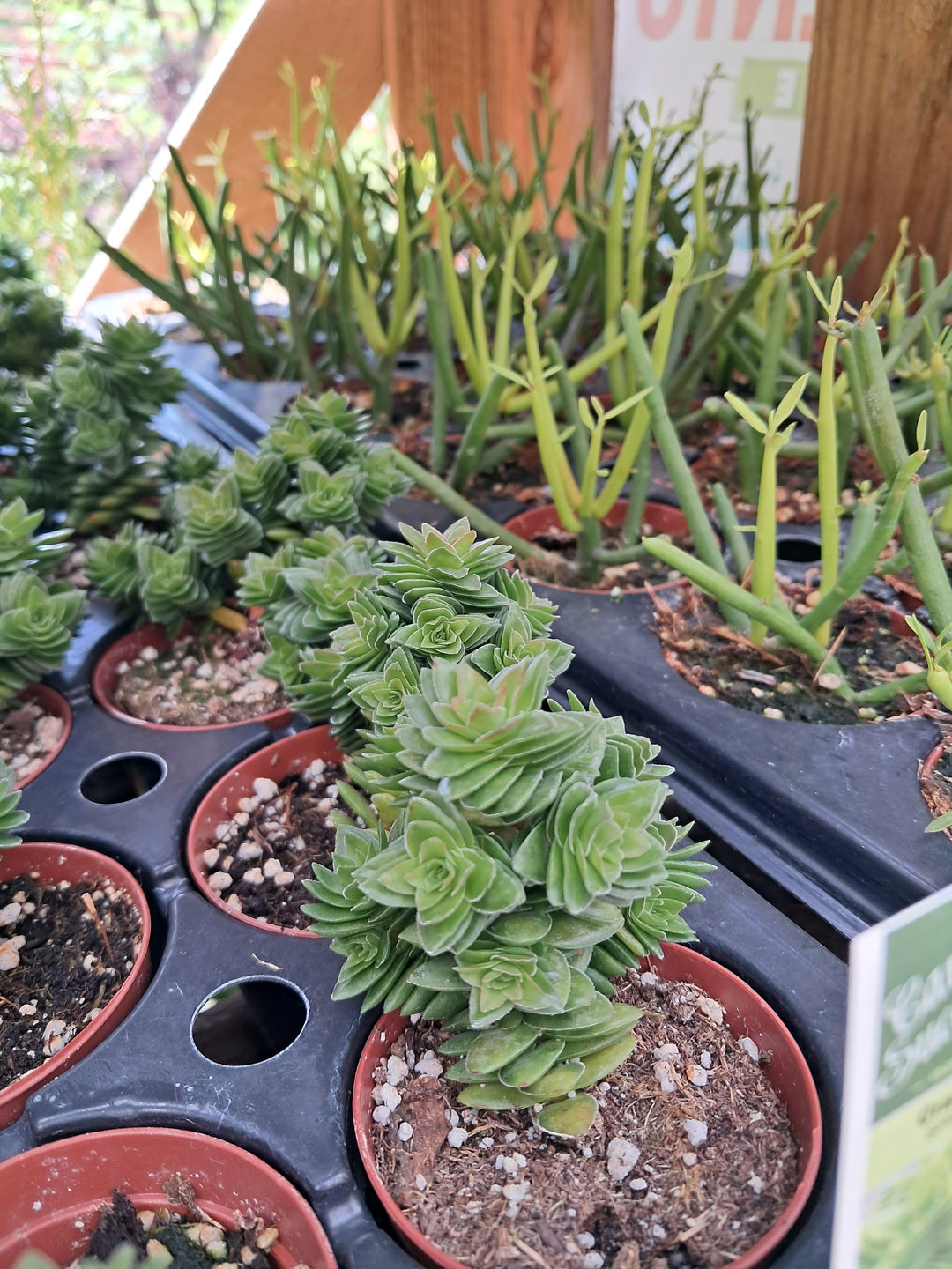 Succulent 2 " - houseplant
