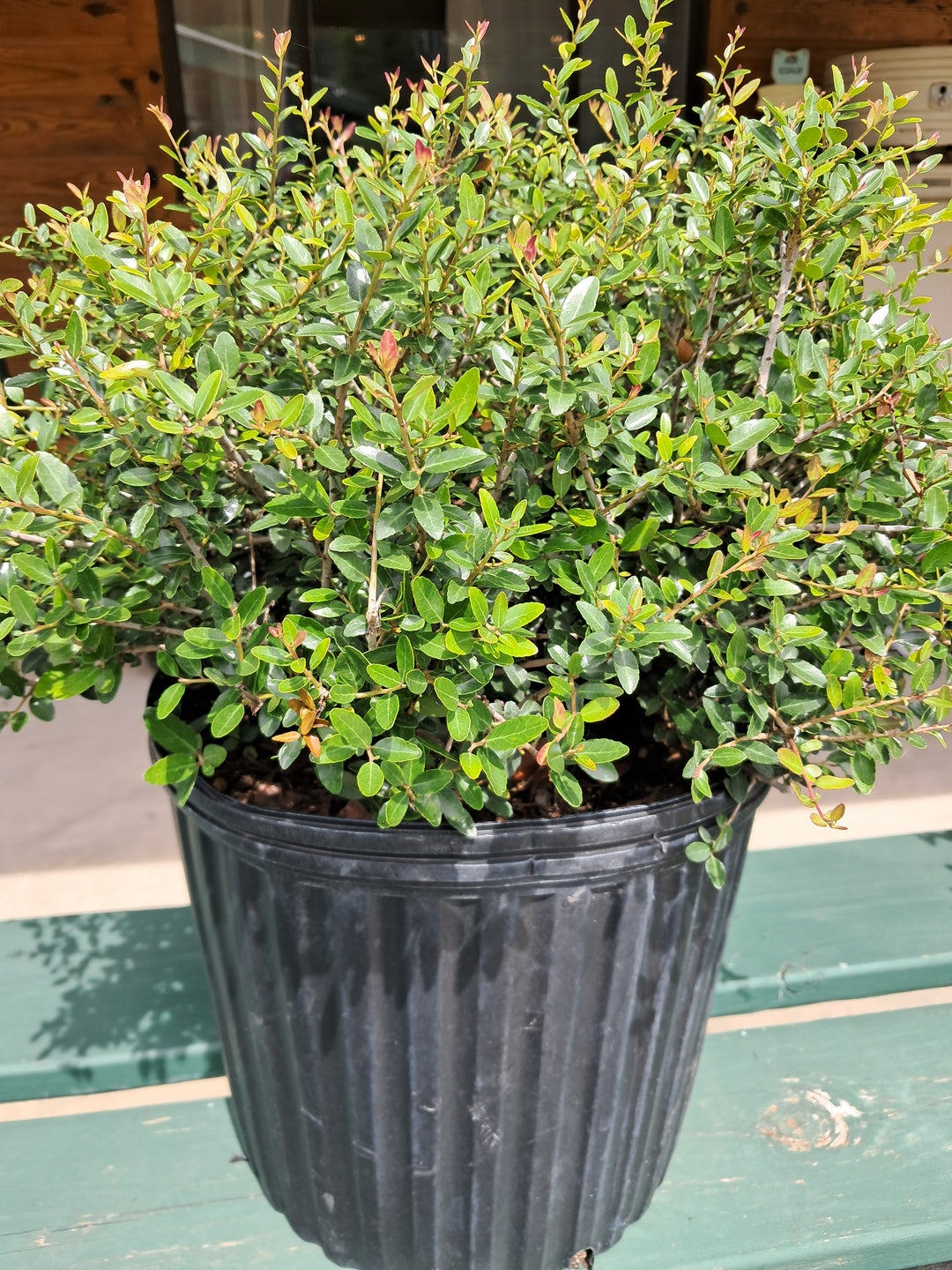 Yaupon Holly - dwarf #3