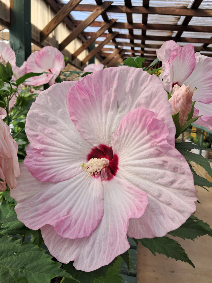 Hardy Hibiscus - Proven Winners Assorted