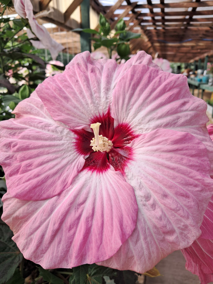 Hardy Hibiscus - Proven Winners Assorted