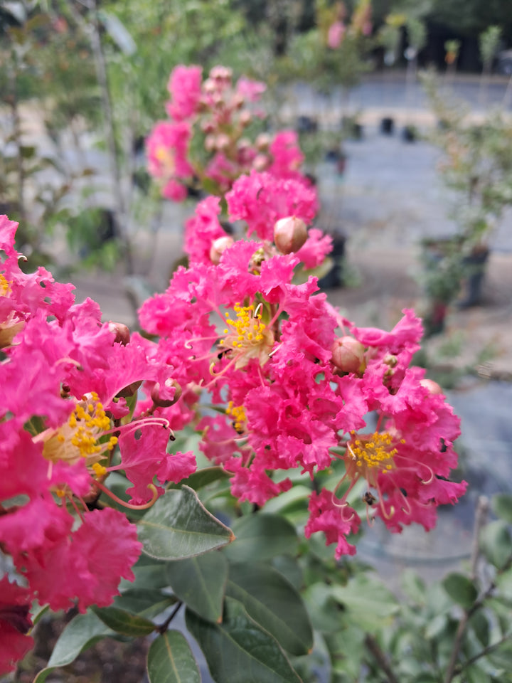 Crape Myrtle 'Tuscarora'