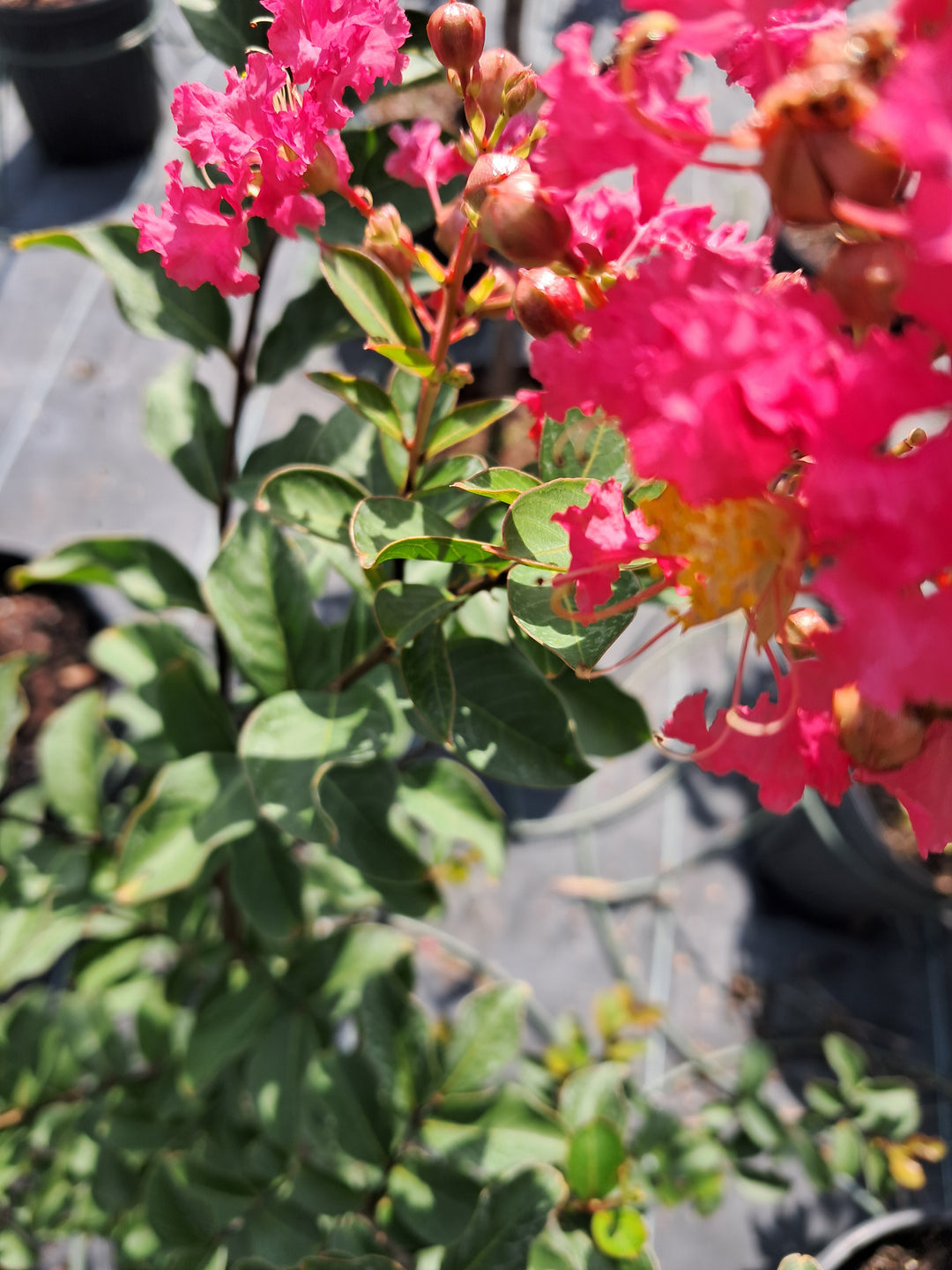 Crape Myrtle 'Tuscarora'