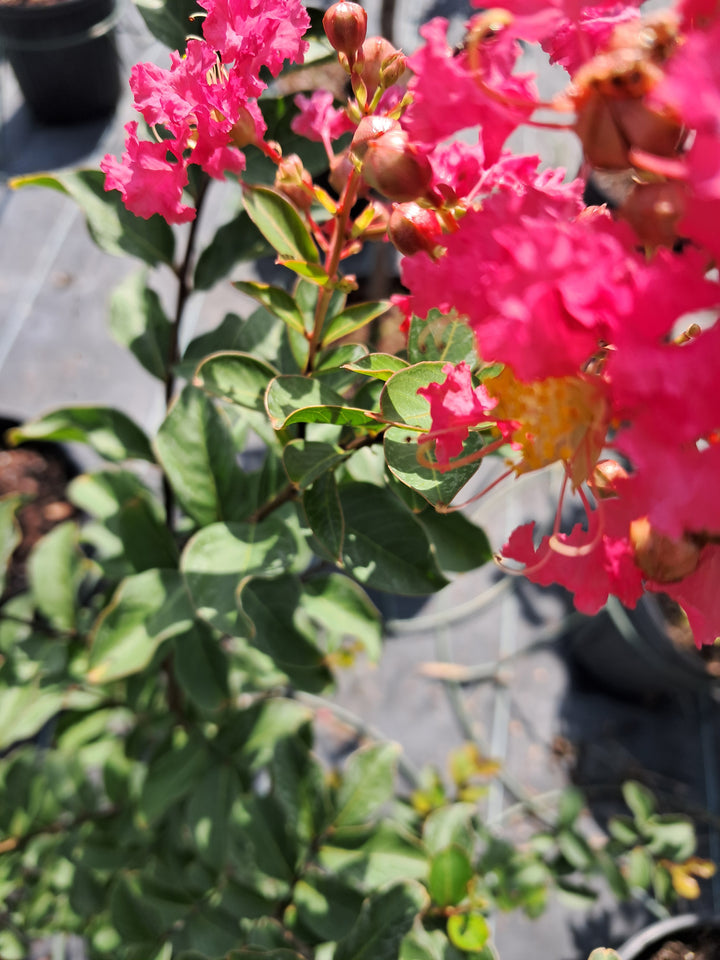 Crape Myrtle 'Tuscarora'