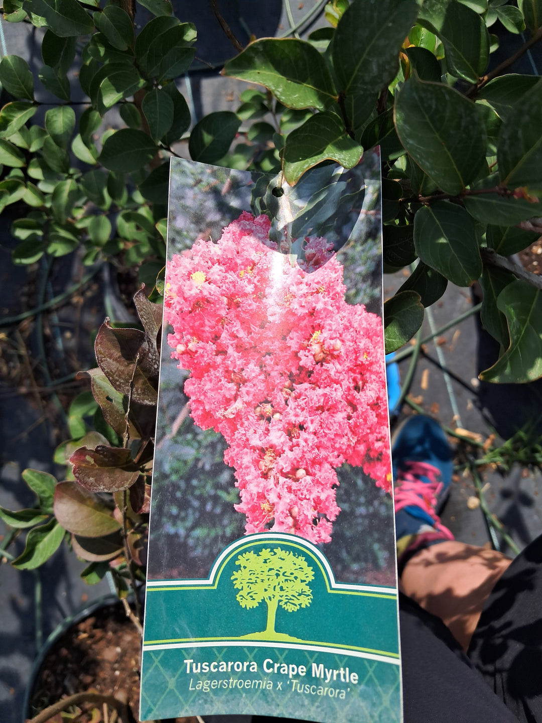Crape Myrtle 'Tuscarora'