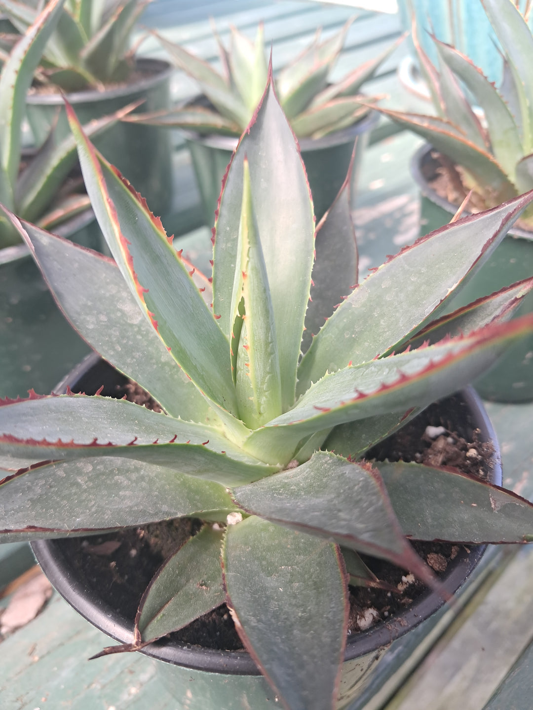 Agave houseplant