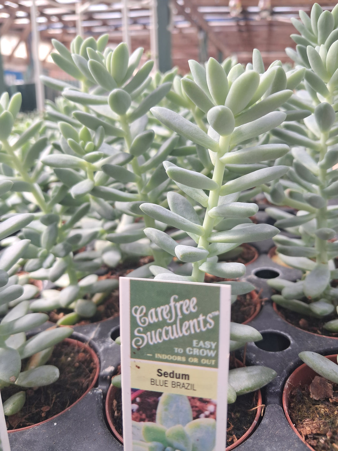 Sedum 'Blue Brazil'