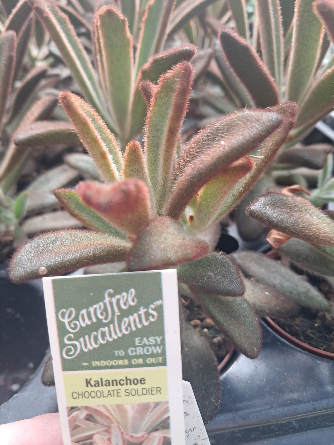 Kalanchoe 'Chocolate Soldier'