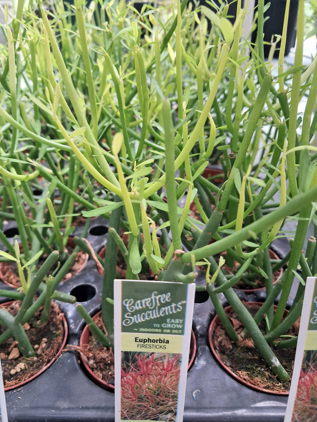 Euphorbia 'Firesticks'