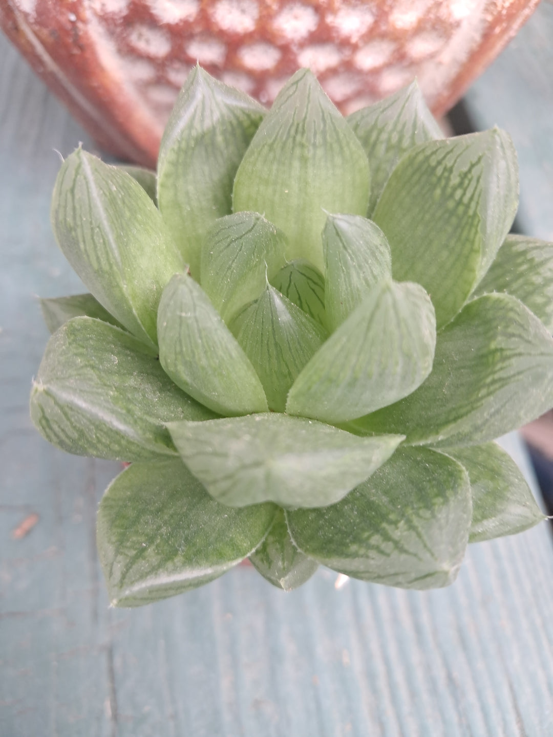 Hawthorthia 'Cympoformis'